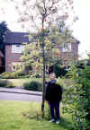 Garden01_In-front-garden.jpg (39359 bytes)