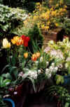 Garden03_Patio.jpg (37051 bytes)