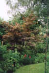 Garden06_Back-garden-left-side.jpg (46421 bytes)