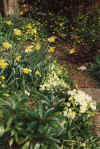Garden07_Spring-garden.jpg (45855 bytes)
