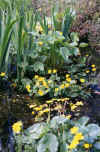 Garden10_Pond-with-kingcups.jpg (50738 bytes)