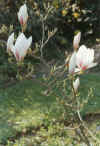 Garden11_Magnolia.jpg (31432 bytes)