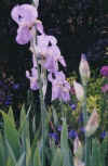 Garden12_Iris.jpg (30542 bytes)