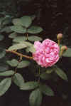 Garden13_Moss-rose.jpg (21520 bytes)