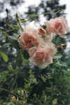Garden14_Albertine-rose.jpg (28371 bytes)