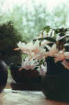 Garden15_Christmas-cactus.jpg (23713 bytes)