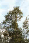 Garden16_Silver-birches.jpg (39501 bytes)