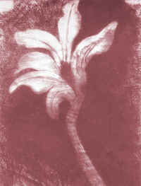 Z_22_Tagore_Flower_drawing_Edit_B_Colour1-04.JPG (2307815 bytes)